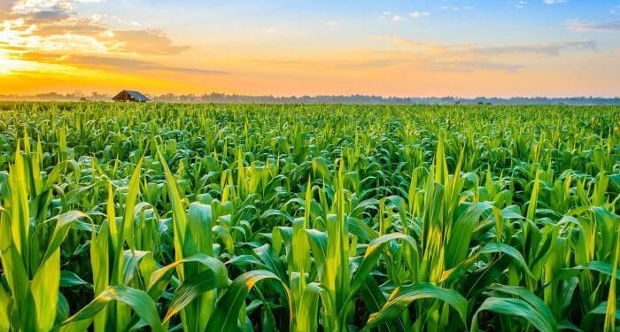 nigeria must fund agric institutes to increase farm yields 1 700x375