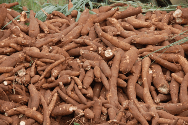 Home cassava