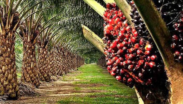 Home oil palm plantation