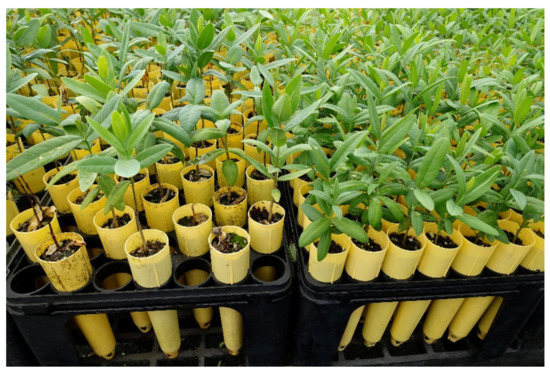 seedlings